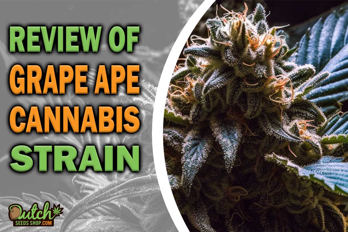 Grape Ape Marijuana Strain Information and Review