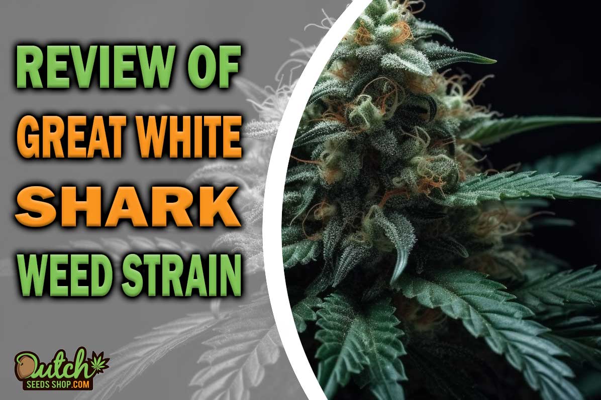 Great White Shark Marijuana Strain Information and Review