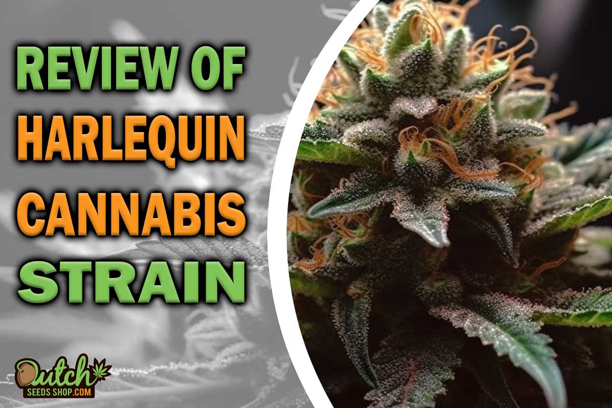Harlequin Marijuana Strain Information and Review