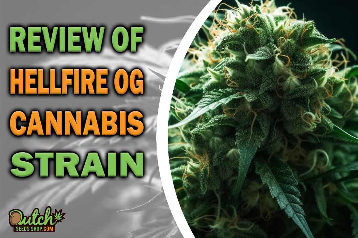 Hellfire OG Marijuana Strain Information and Review