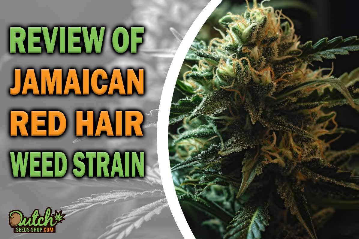 Jamaican Red Hair Marijuana Strain Information and Review