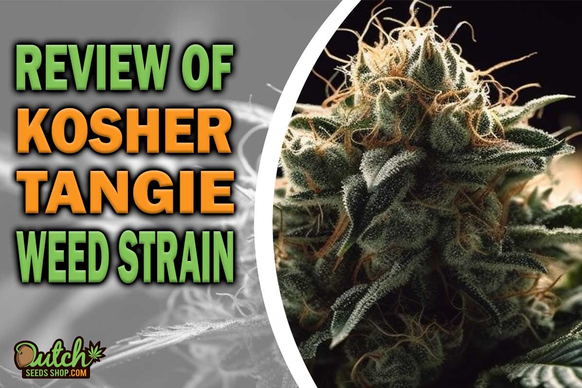 Kosher Tangie Marijuana Strain Information and Review