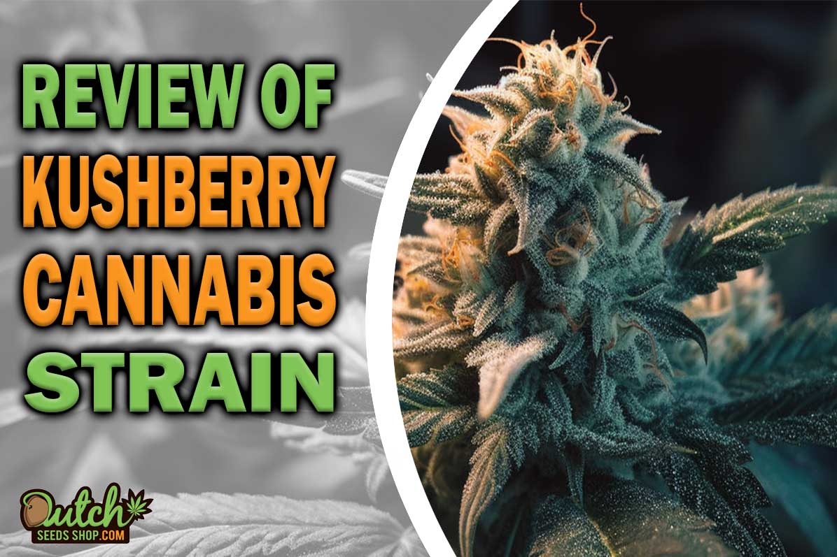 Kushberry Marijuana Strain Information and Review