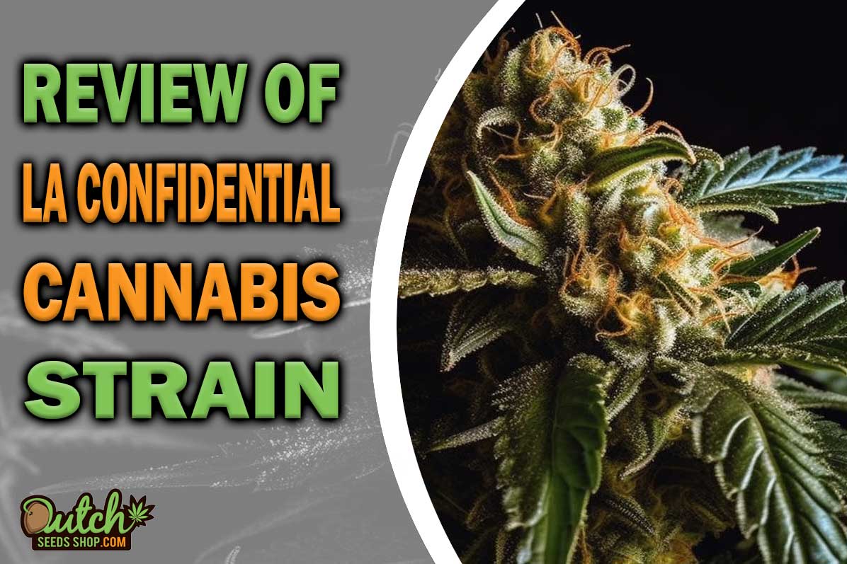 LA Confidential Marijuana Strain Information and Review