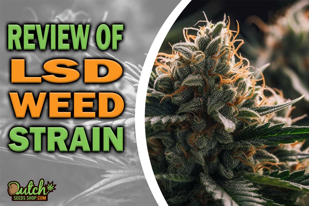 LSD Marijuana Strain Information and Review