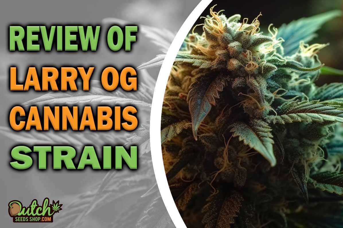 Larry OG Marijuana Strain Information and Review