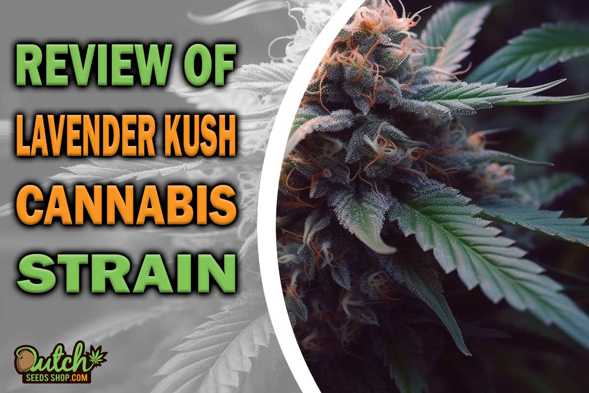 Lavender Kush Marijuana Strain Information and Review