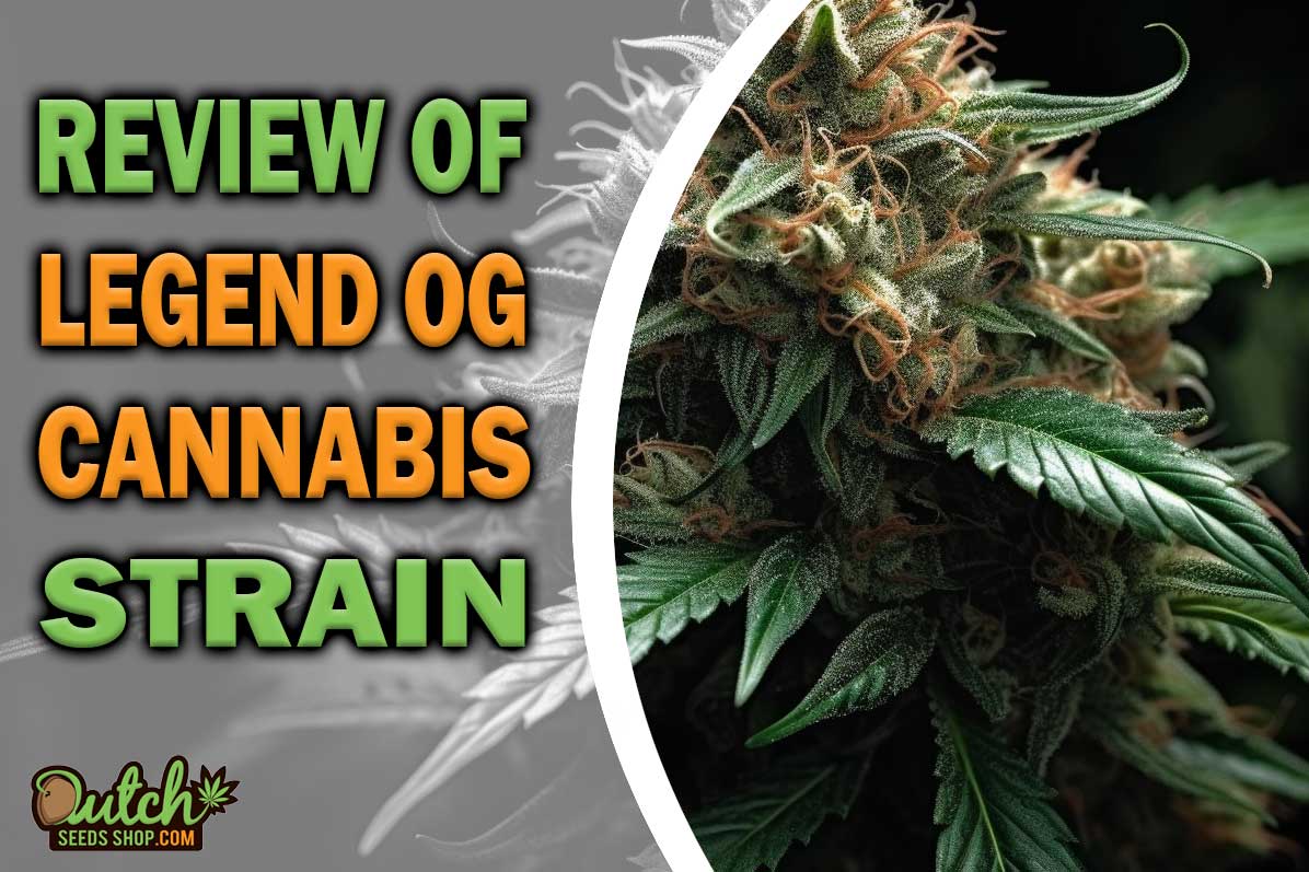 Legend OG Marijuana Strain Information and Review