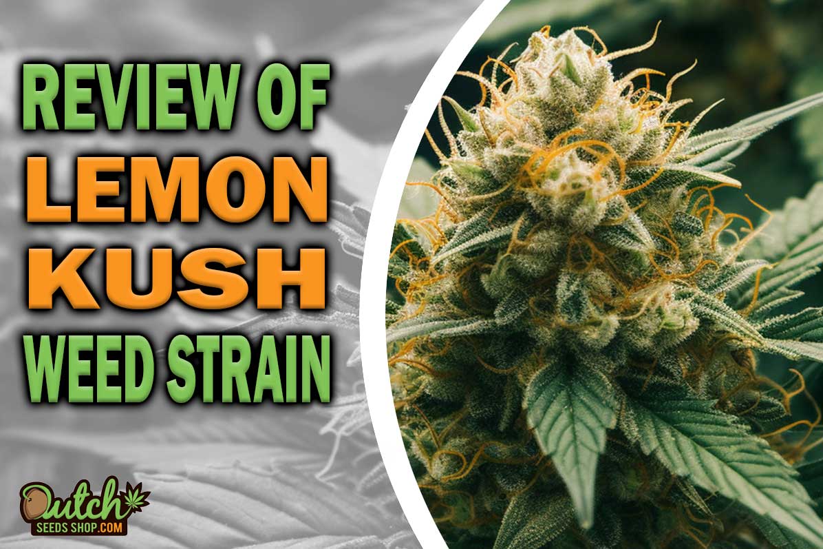 Lemon Kush Marijuana Strain Information and Review
