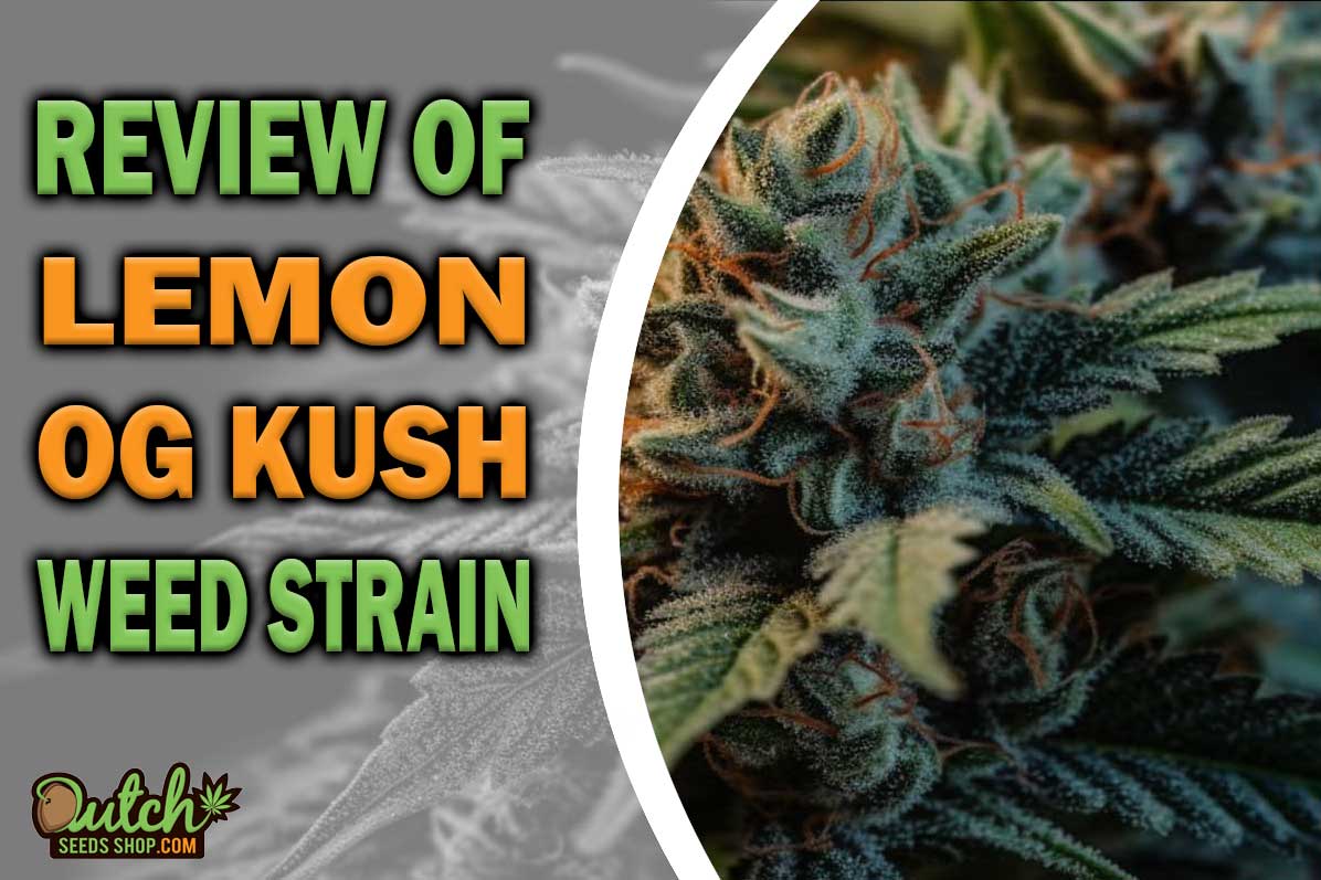 Lemon OG Kush Marijuana Strain Information and Review