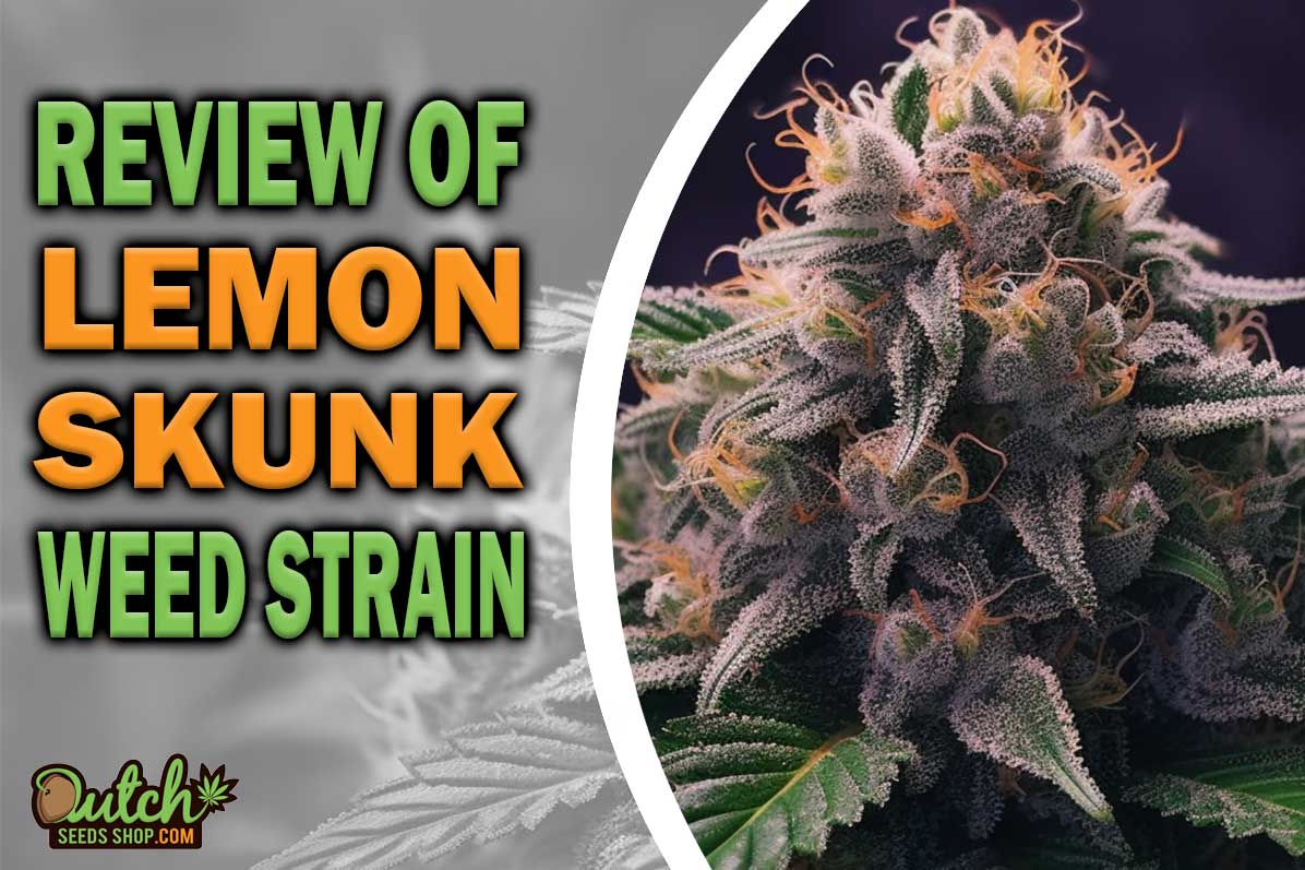 Lemon Skunk Marijuana Strain Information and Review
