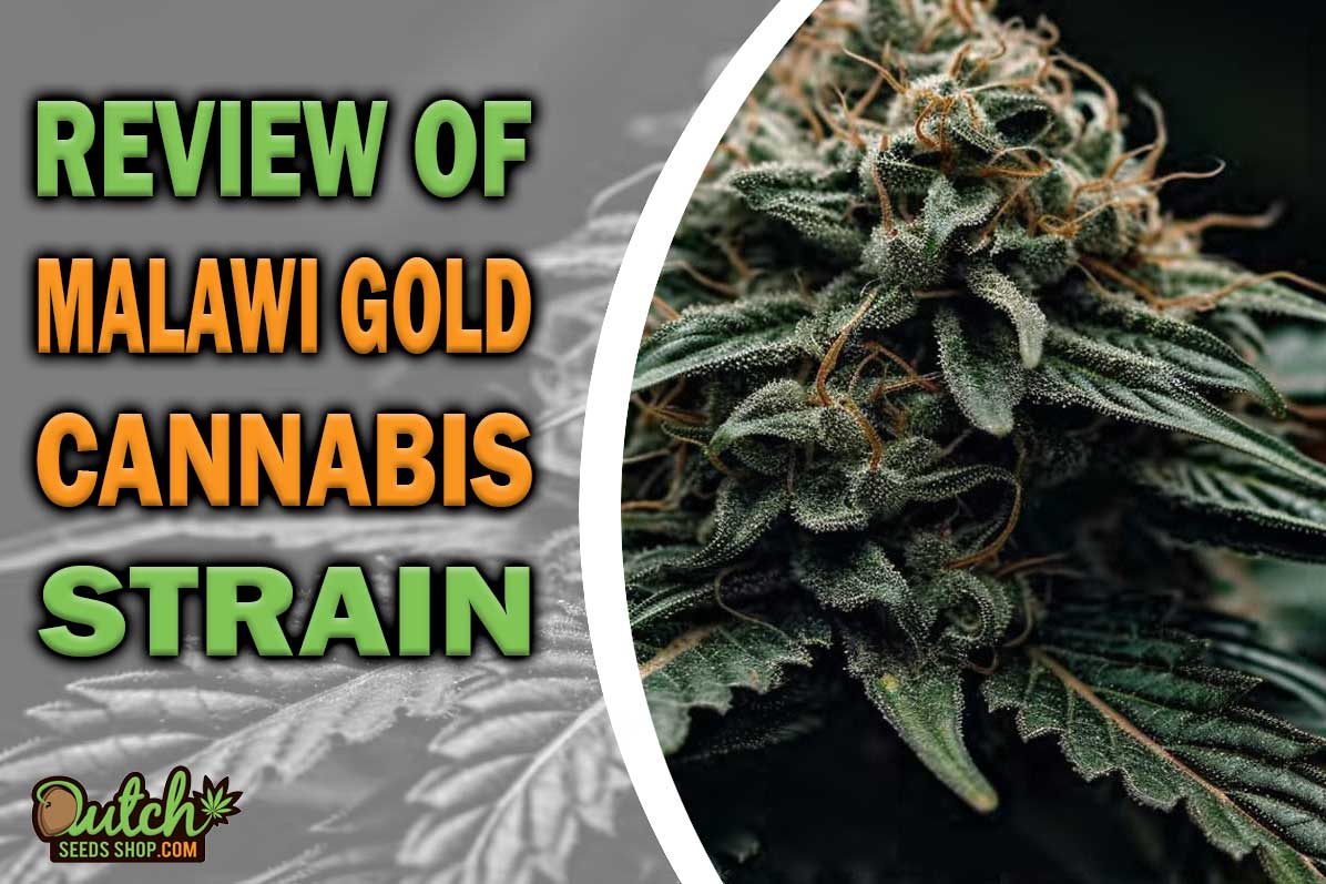 Malawi Gold Marijuana Strain Information and Review