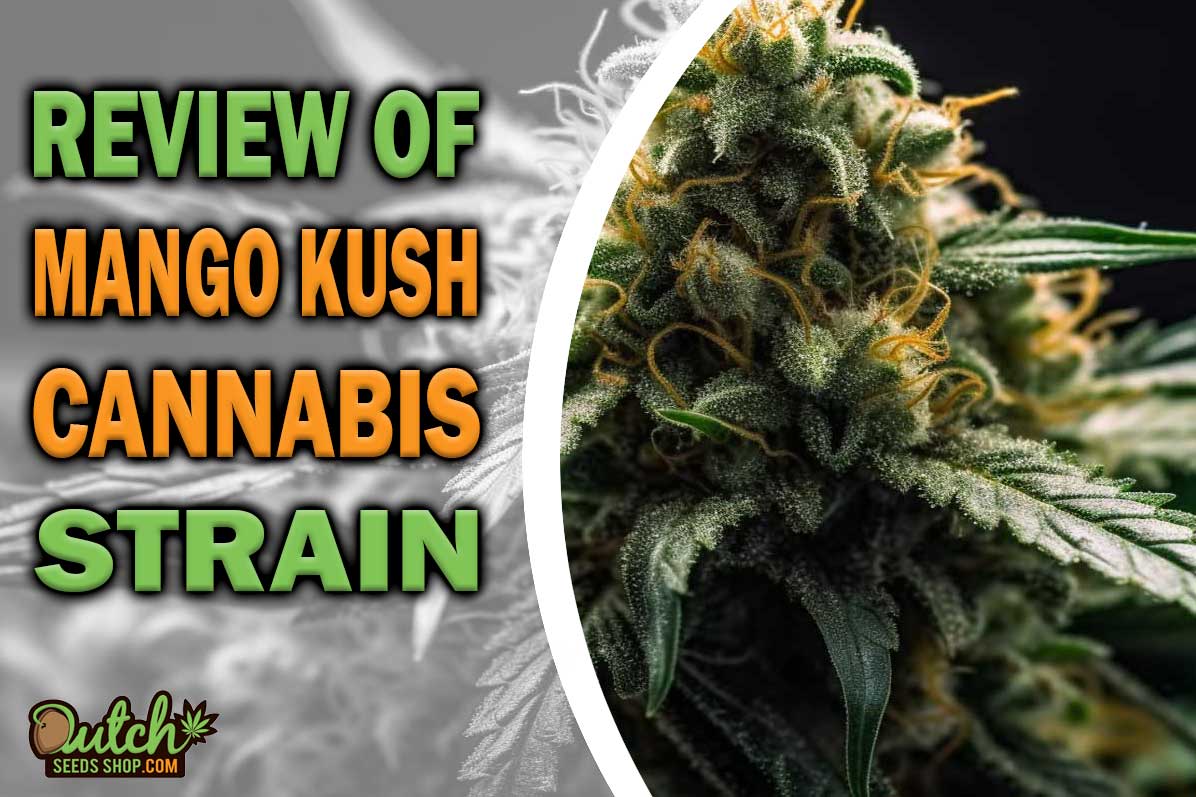 Mango Kush Marijuana Strain Information and Review