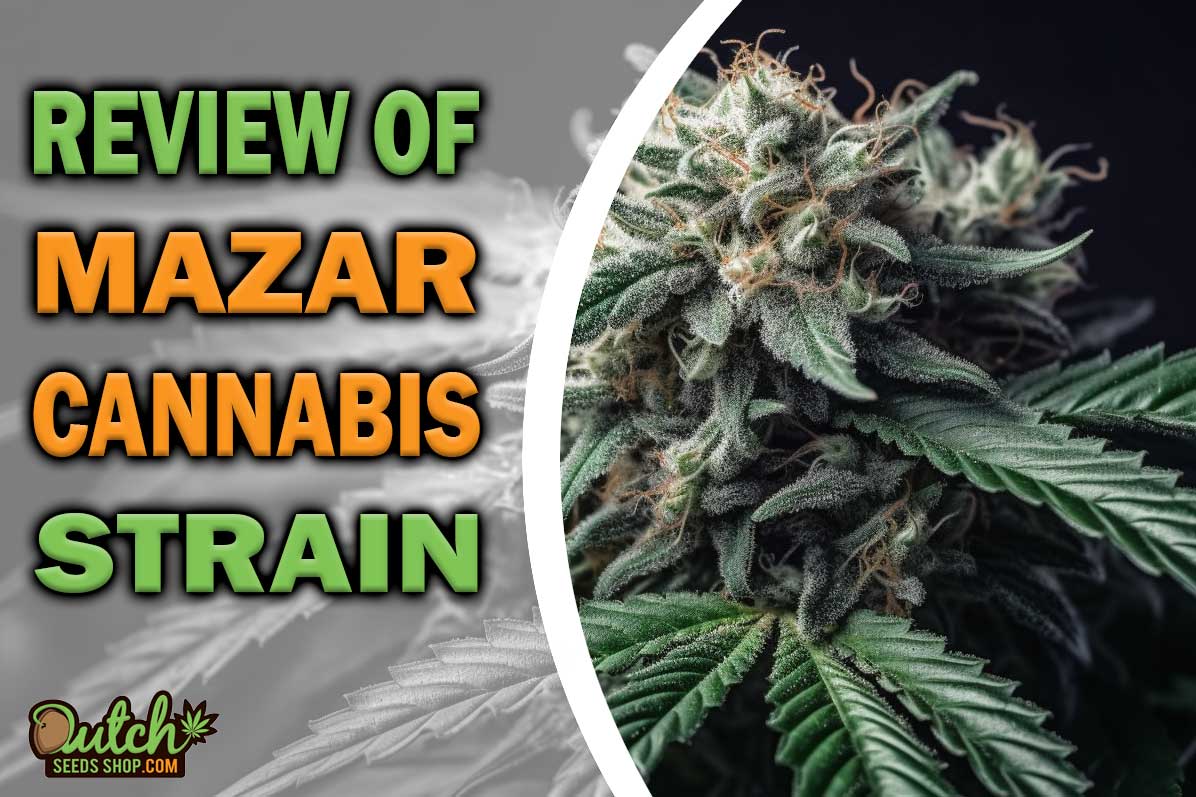 Mazar Marijuana Strain Information and Review