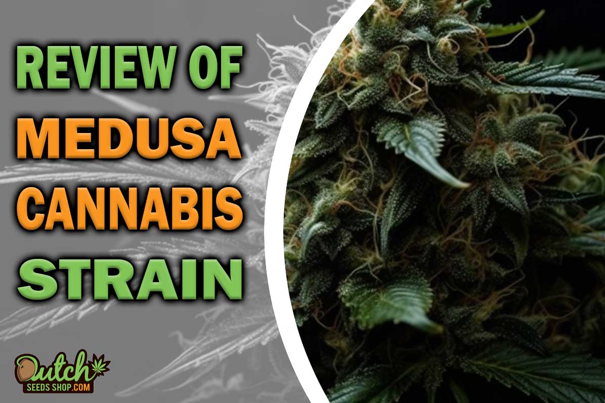 Medusa Marijuana Strain Information and Review