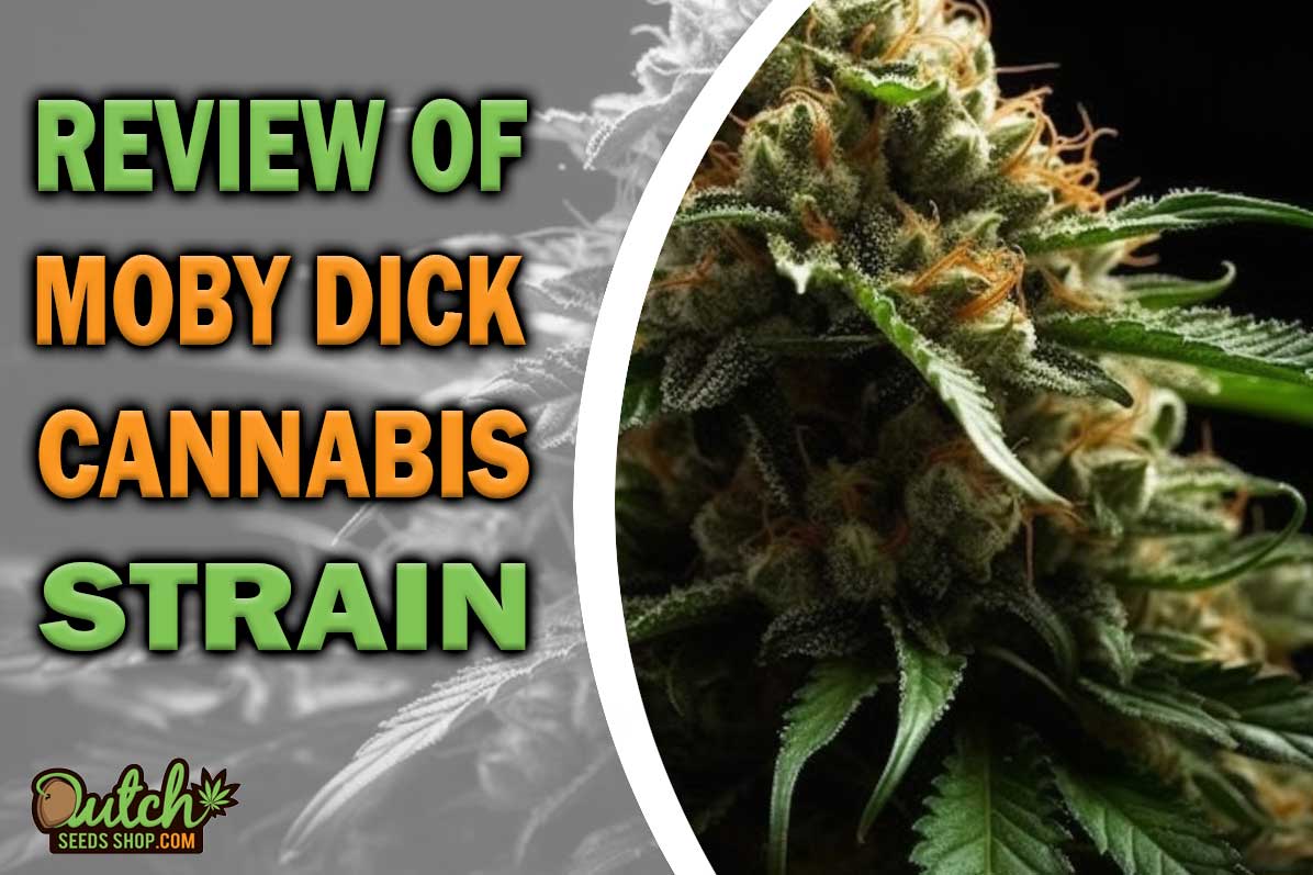 Moby Dick Marijuana Strain Information and Review