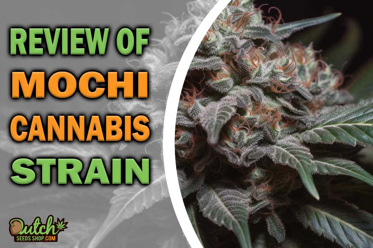 Mochi Marijuana Strain Information and Review