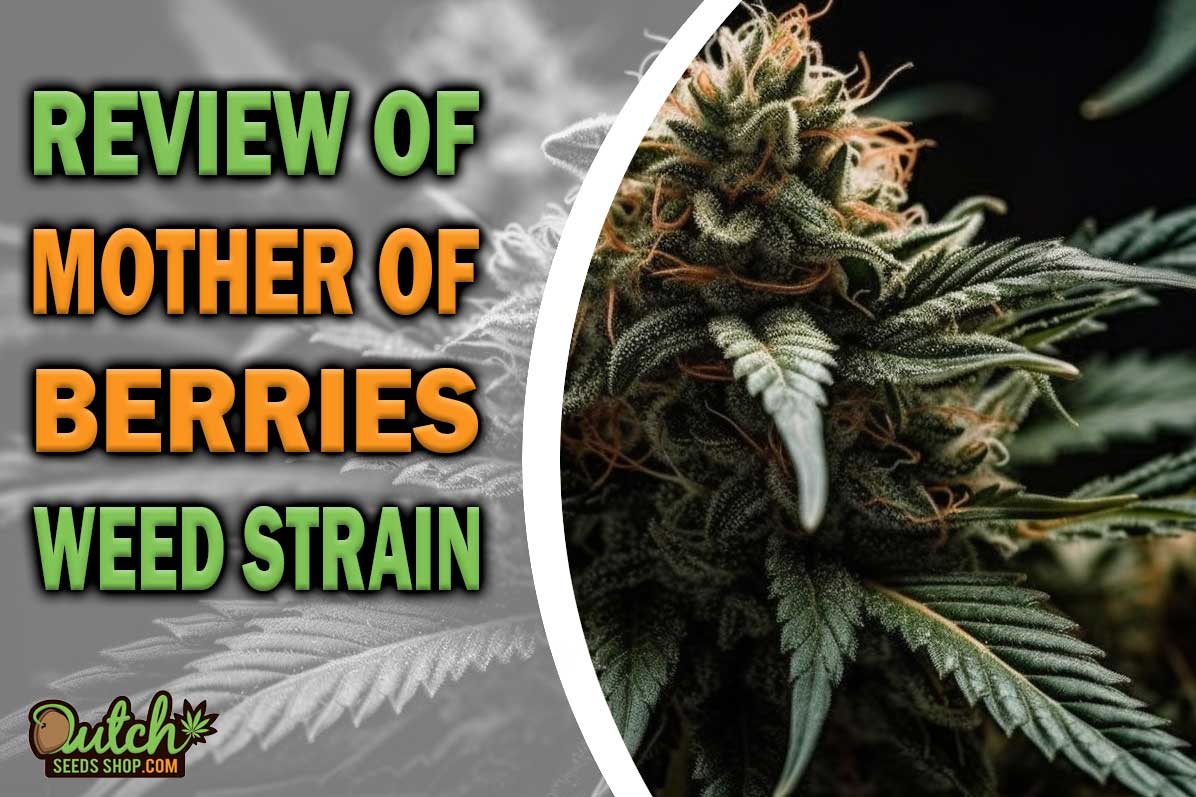 Mother of Berries Marijuana Strain Information and Review