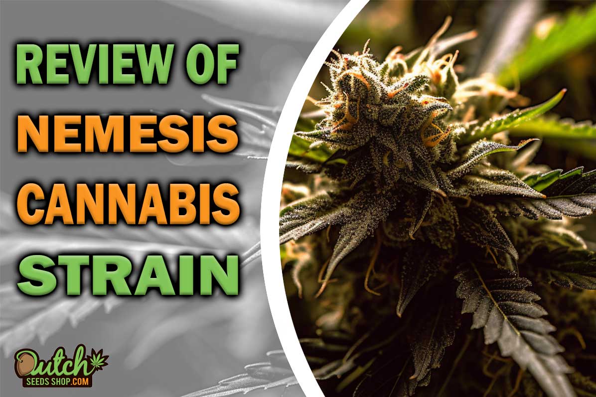 Nemesis Marijuana Strain Information and Review