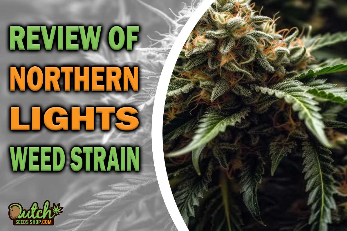 Northern Lights Marijuana Strain Information and Review