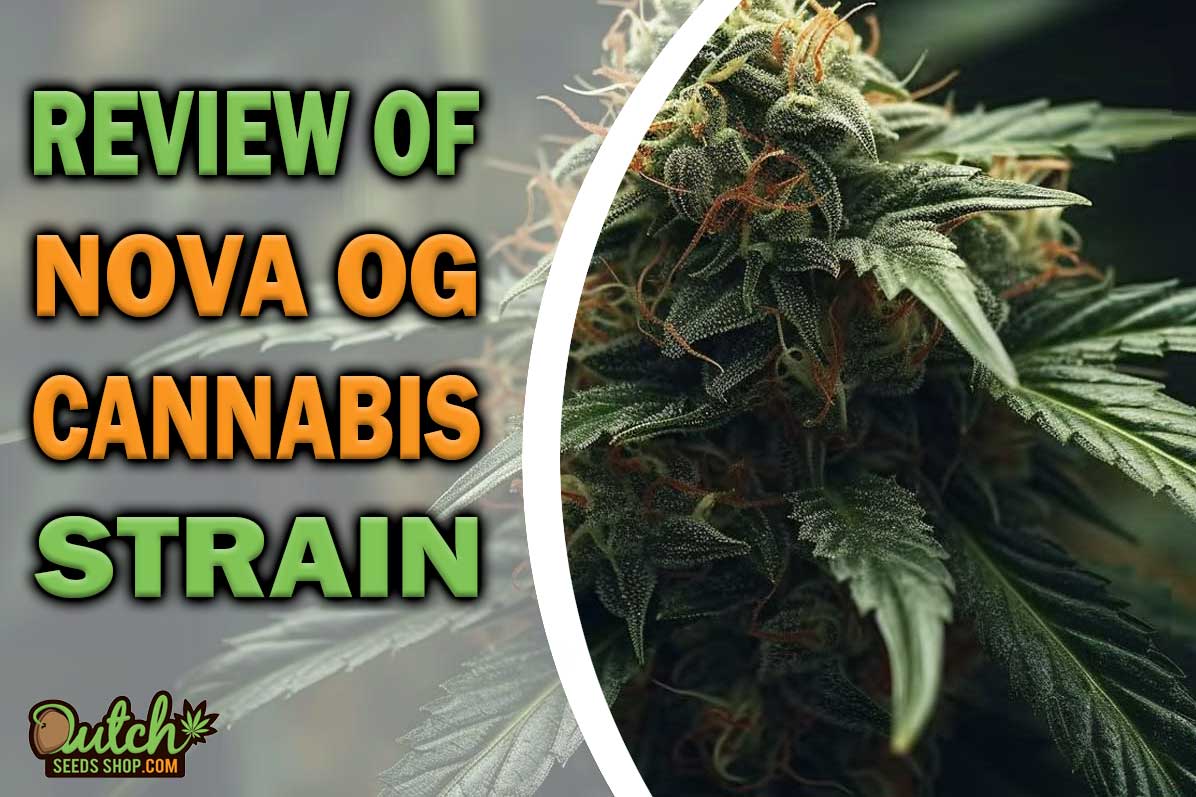 Nova OG Marijuana Strain Information and Review
