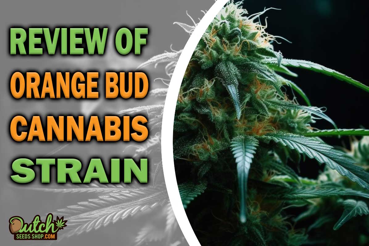 Orange Bud Marijuana Strain Information and Review