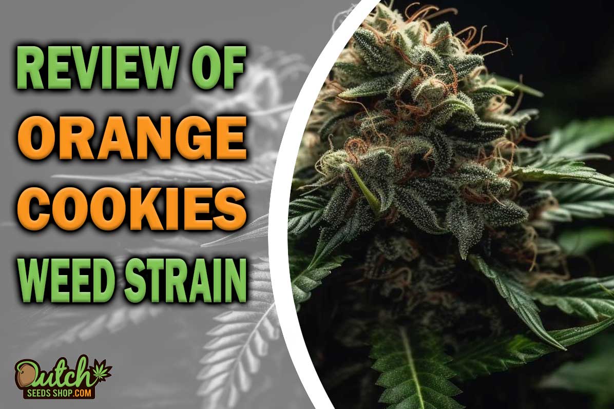 Orange Cookies Marijuana Strain Information and Review
