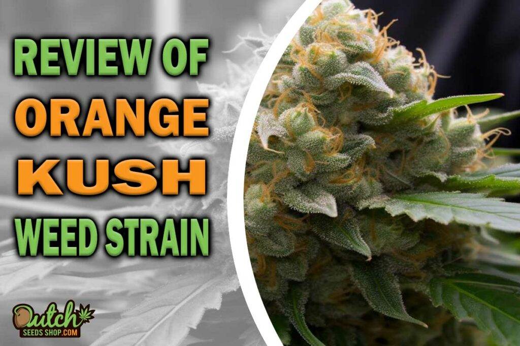 Review Of Orange Kush Weed Strain