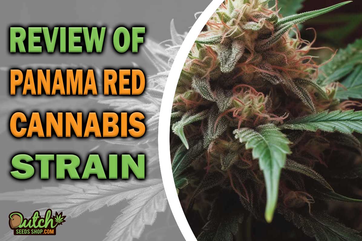 Panama Red Marijuana Strain Information and Review