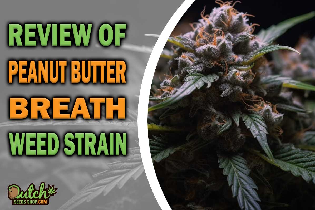 Peanut Butter Breath Marijuana Strain Information and Review