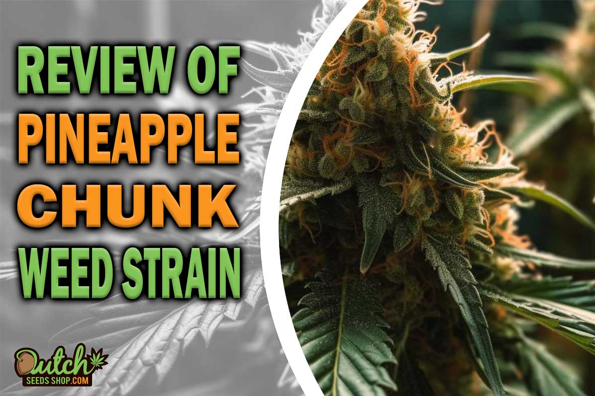 Pineapple Chunk Marijuana Strain Information and Review