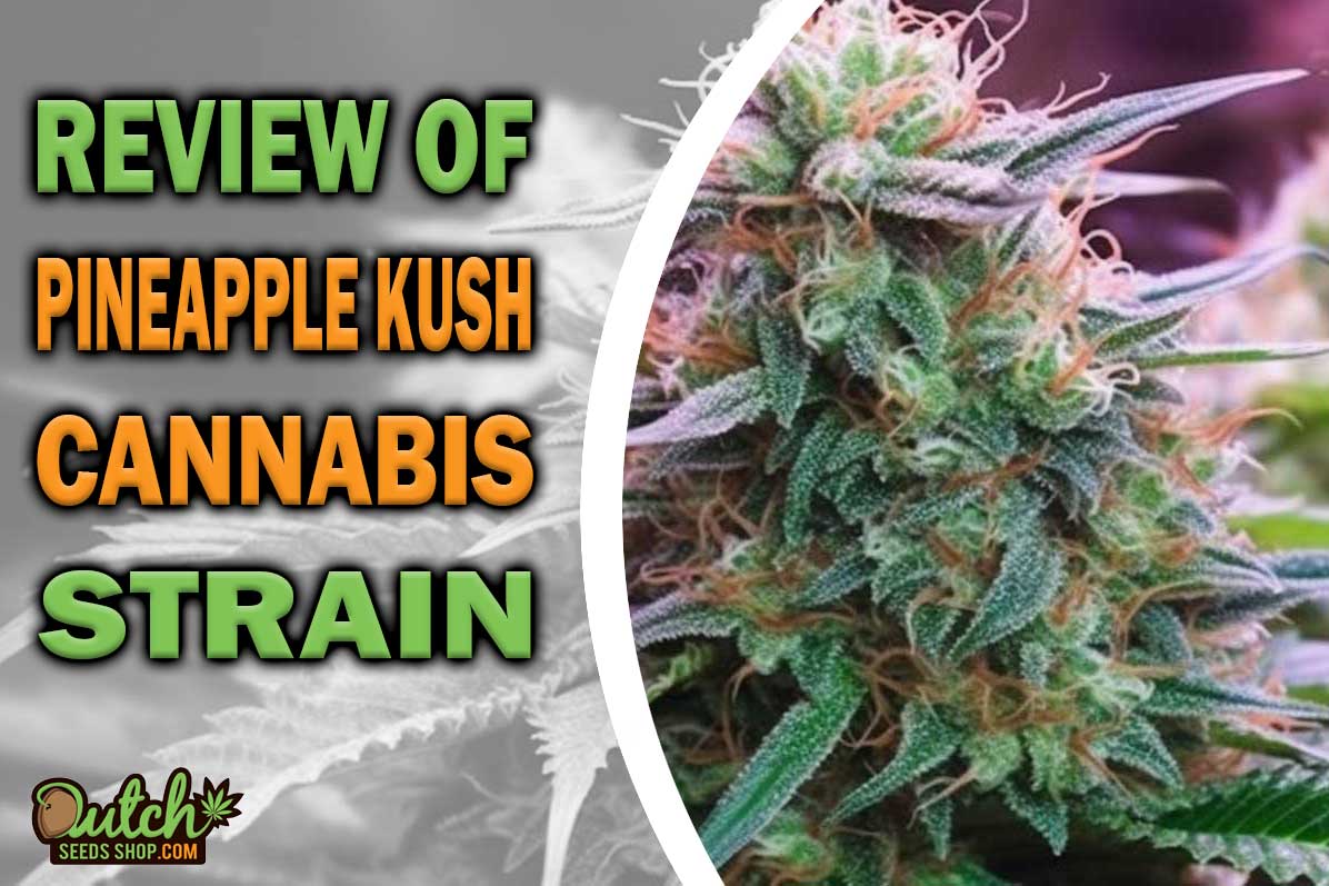 Pineapple Kush Marijuana Strain Information and Review