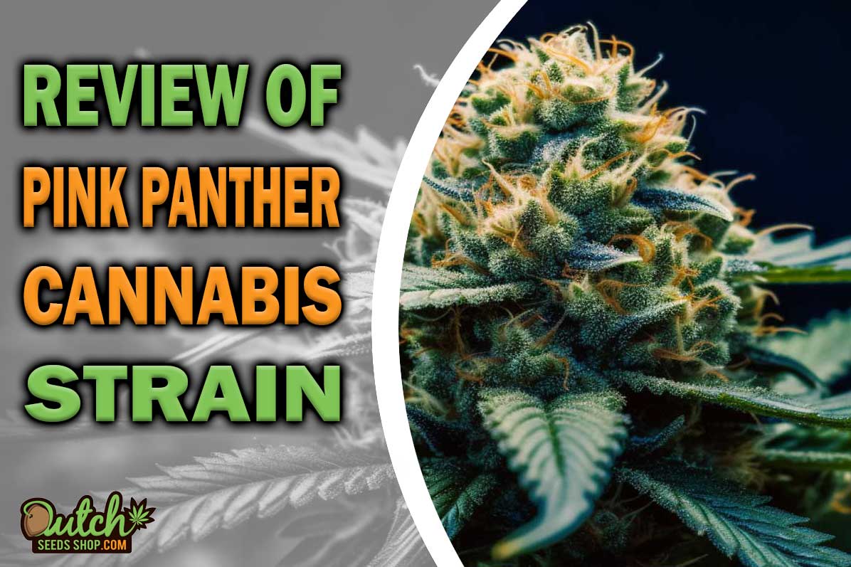 Pink Panther Marijuana Strain Information and Review
