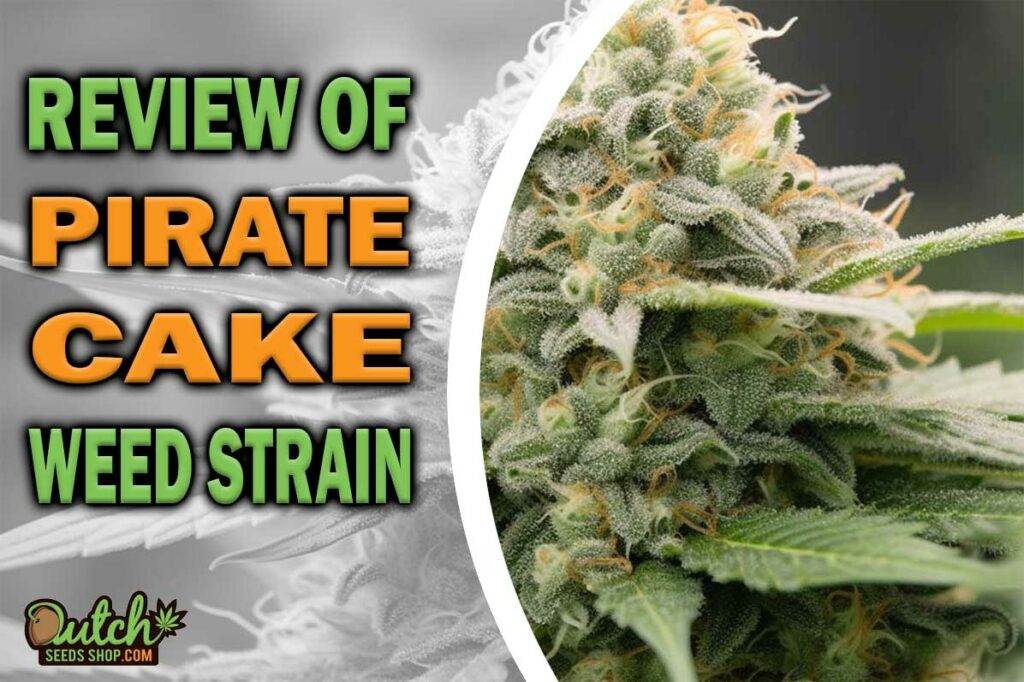 Review Of Pirate Cake Weed Strain