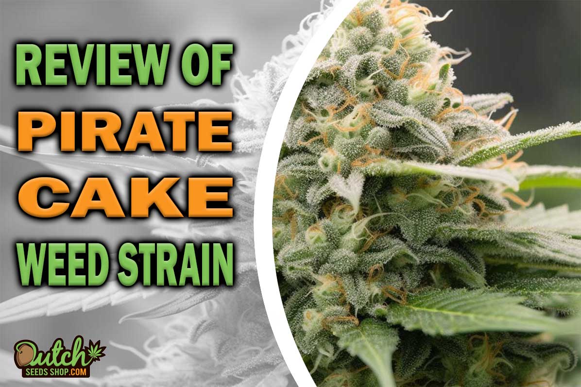 Pirate Cake Marijuana Strain Information and Review