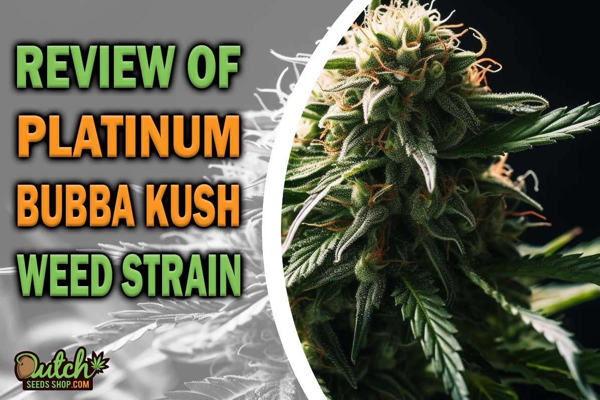 Platinum Bubba Kush Marijuana Strain Information and Review