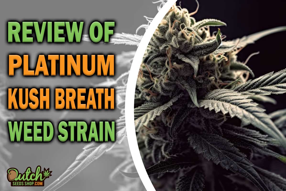Platinum Kush Breath Marijuana Strain Information and Review