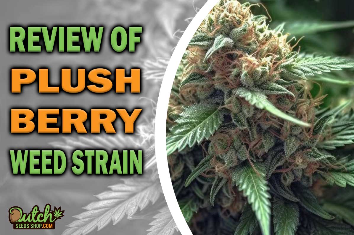 Plush Berry Marijuana Strain Information and Review