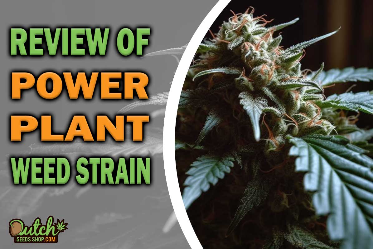 Power Plant Marijuana Strain Information and Review