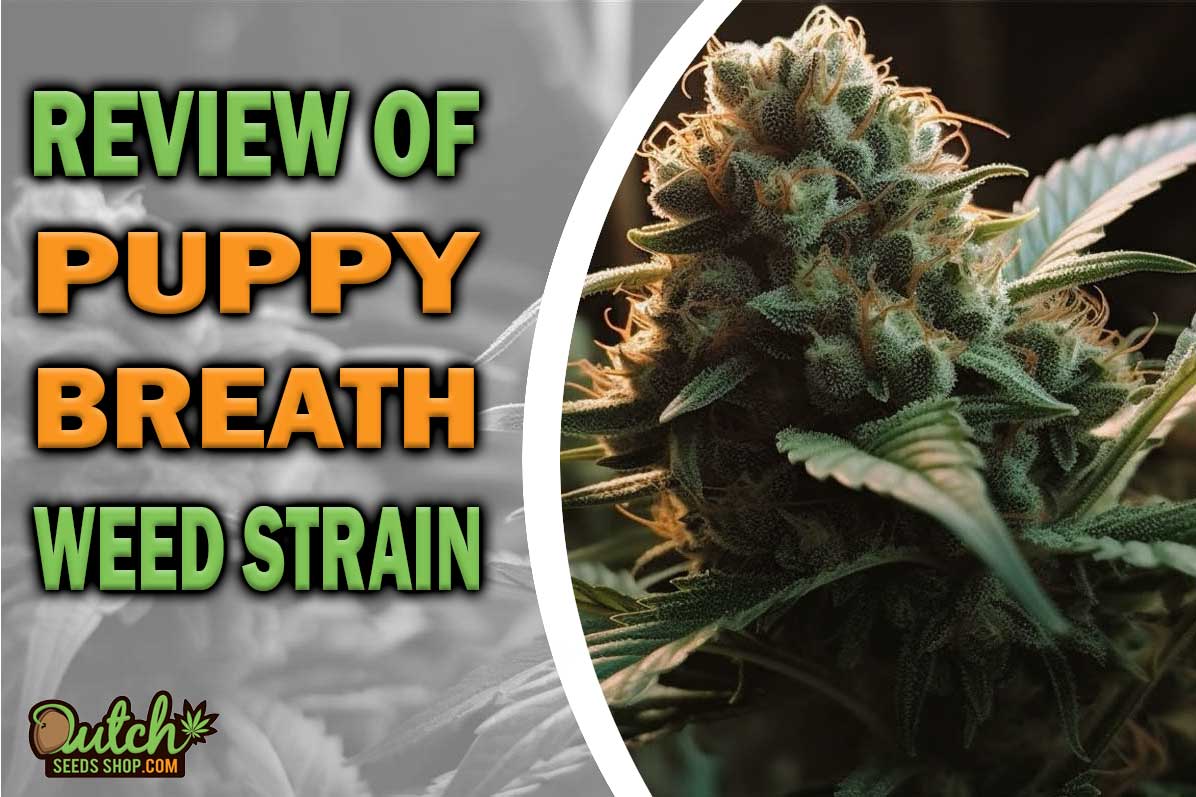 Puppy Breath Marijuana Strain Information and Review