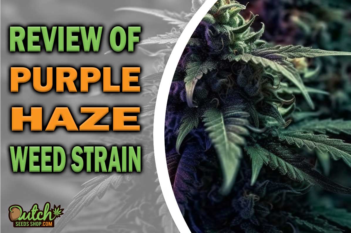 Purple Haze Marijuana Strain Information and Review