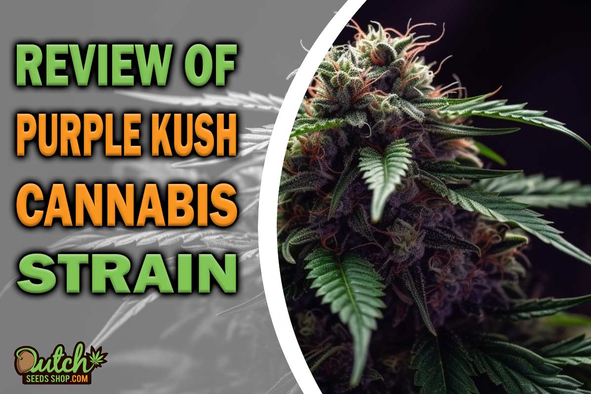 Purple Kush Marijuana Strain Information and Review