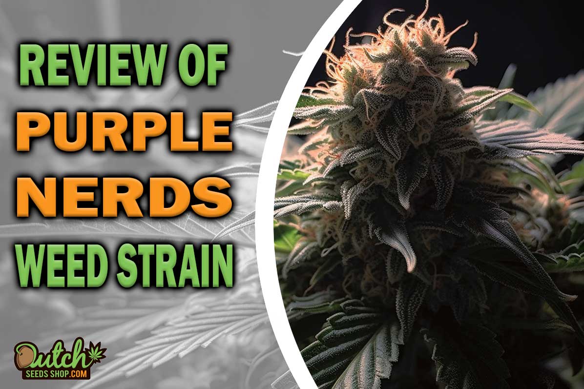 Purple Nerds Marijuana Strain Information and Review
