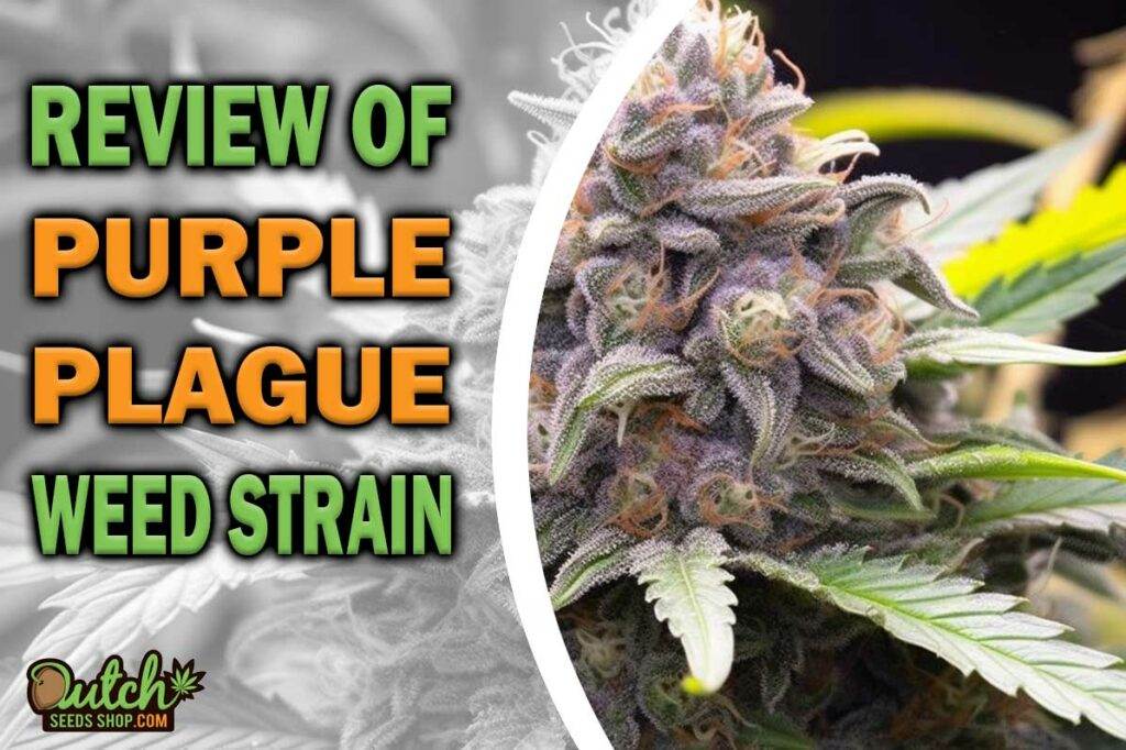 Review Of Purple Plague Weed Strain
