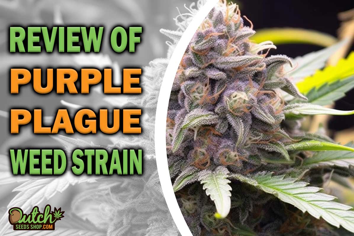 Purple Plague Marijuana Strain Information and Review