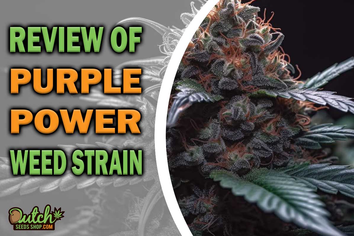 Purple Power Strain Information and Review