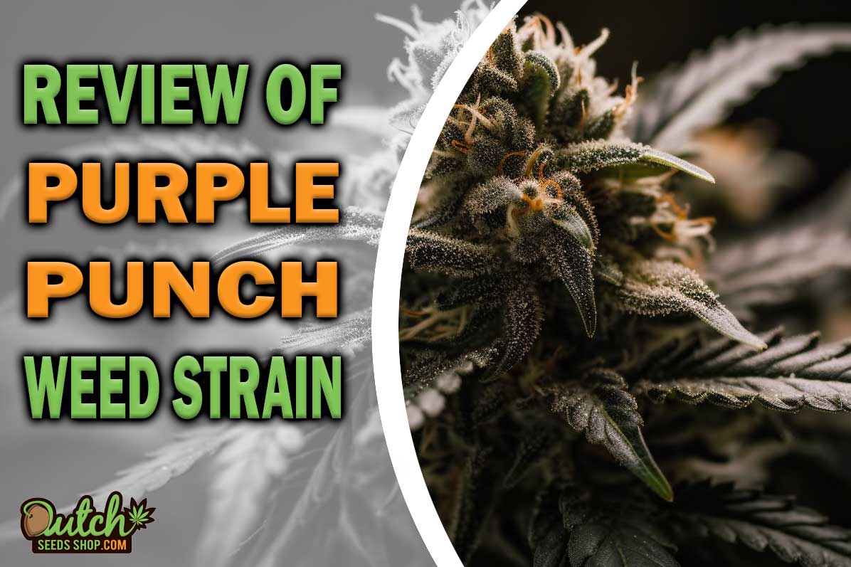 Purple Punch Marijuana Strain Information and Review