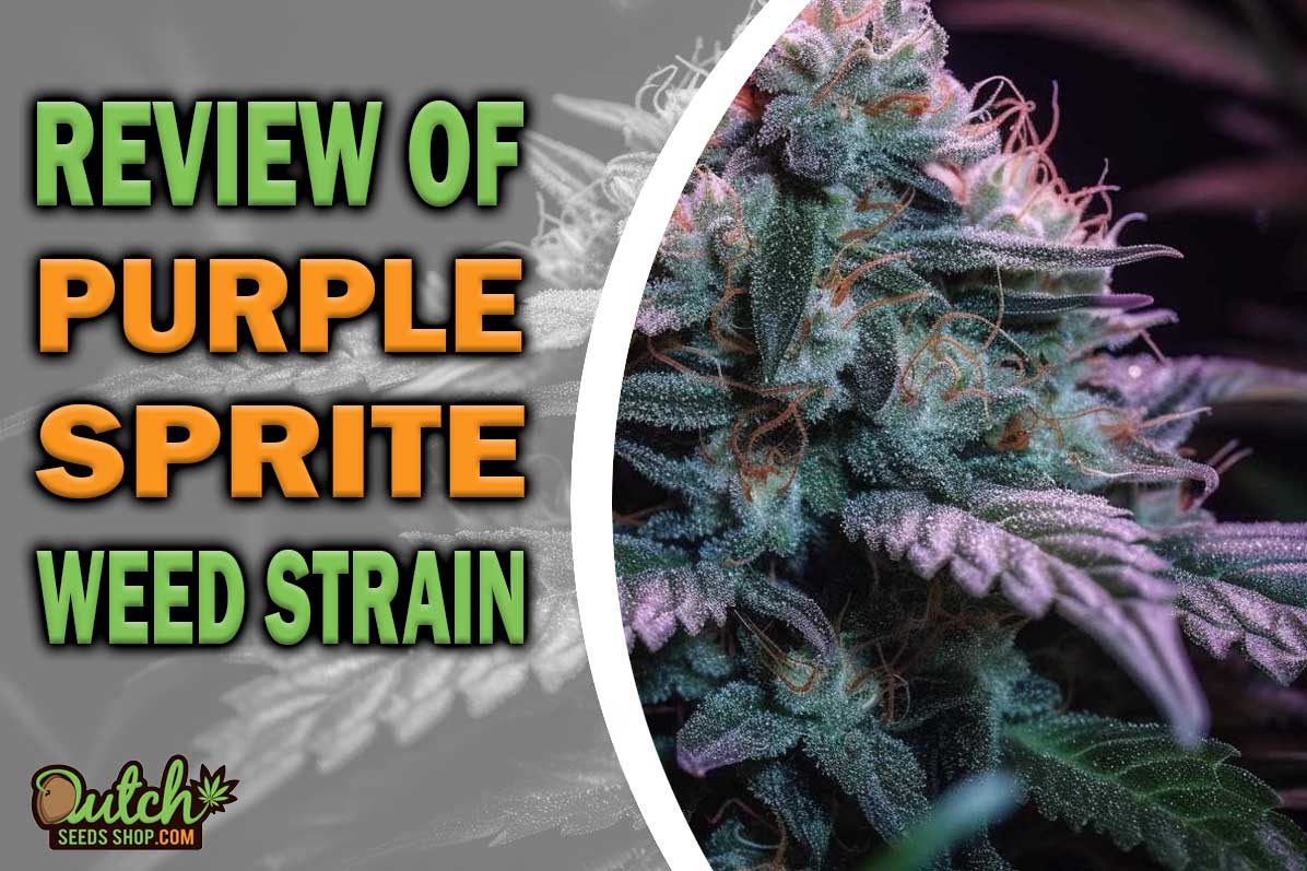 Purple Sprite Marijuana Strain Information and Review