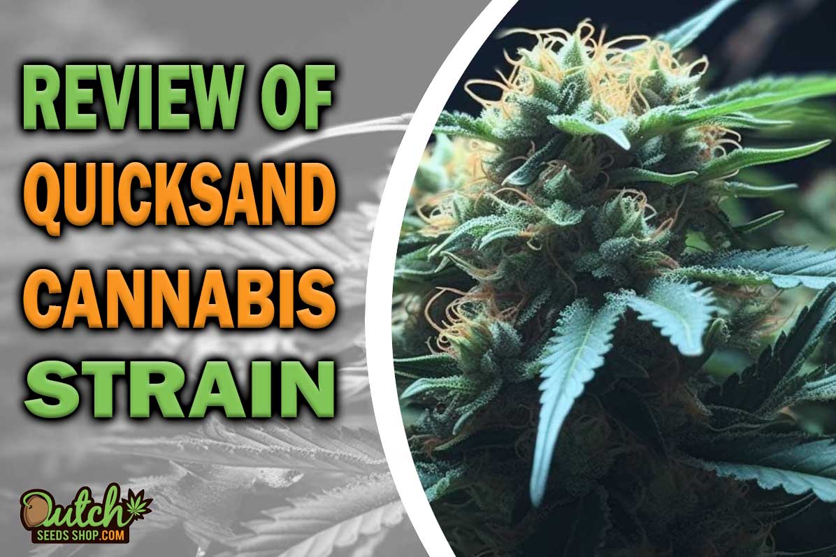 Quicksand Marijuana Strain Information and Review