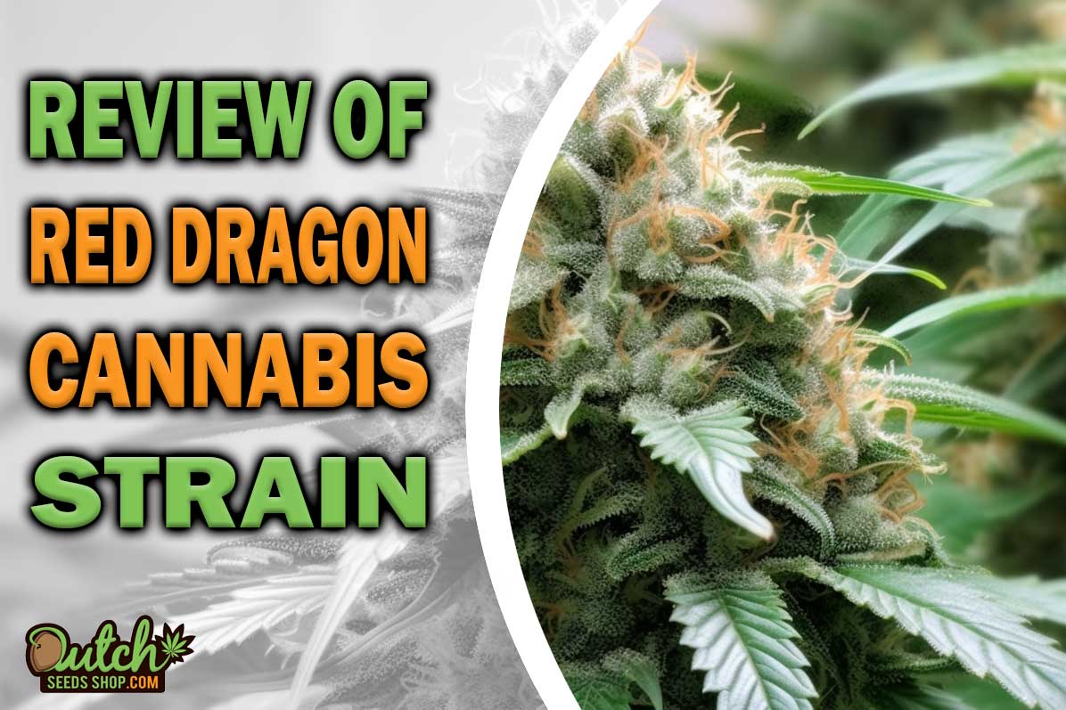 Red Dragon Marijuana Strain Information and Review